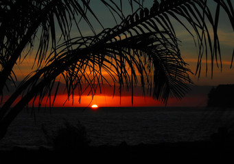 大班主题教案《动物世界》