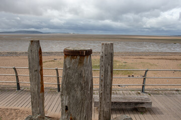 大班主题教案《动物世界》