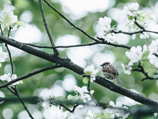新年开学寄语幼儿园